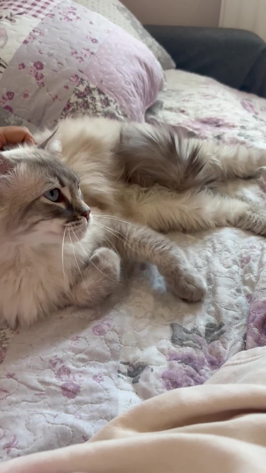 Ragdoll cats for sale: Rehoming this handsome Ragdoll male cross tabby - Video 4