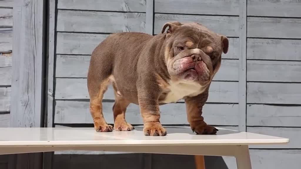 English Bulldog dogs for stud:  City’s Tiney true miniature English bulldog  - Video 2