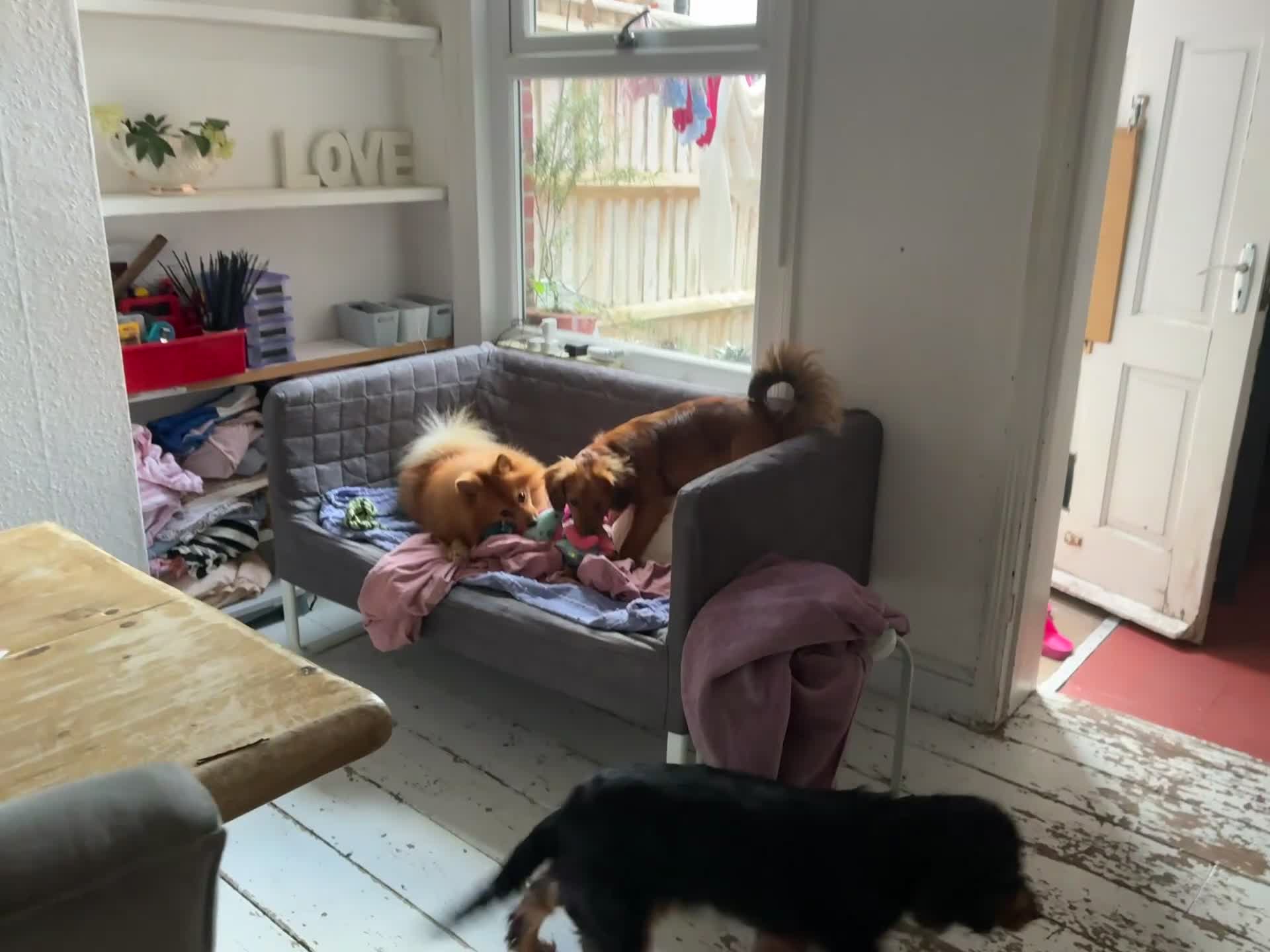 Mixed Breed dogs for sale: Crossbreed Pomeranian and cocker spaniel  - Video 1