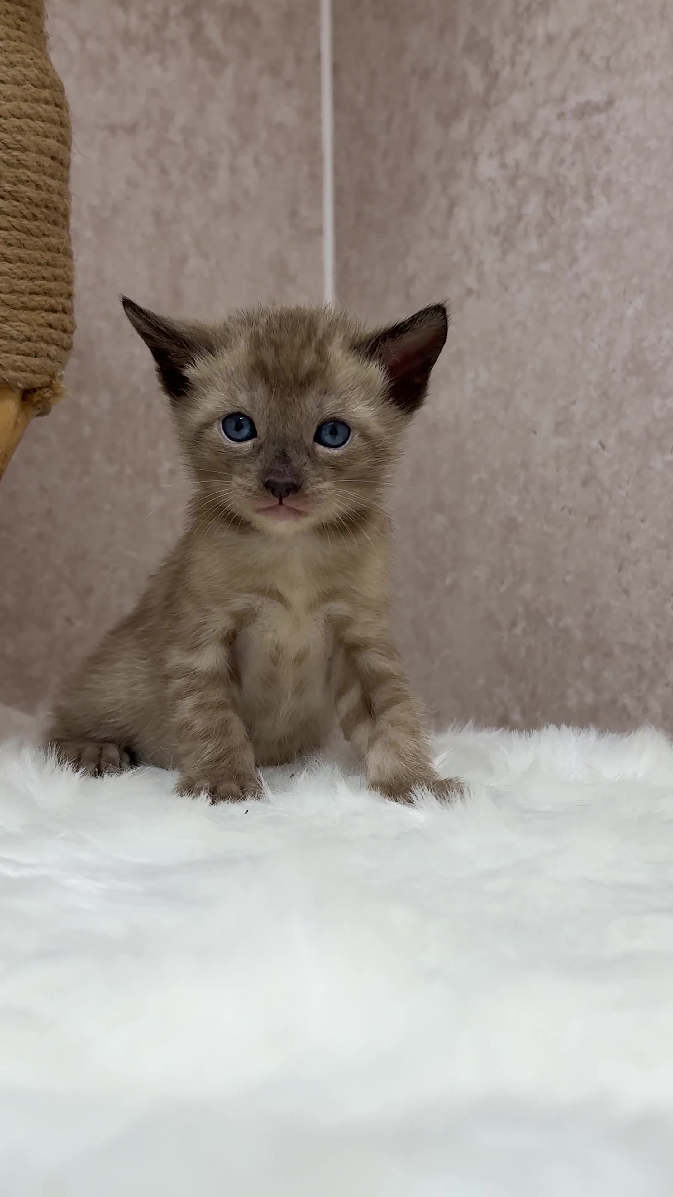 Bengal cats for sale: International Championship, Full Pedigree Bengals - Video 2