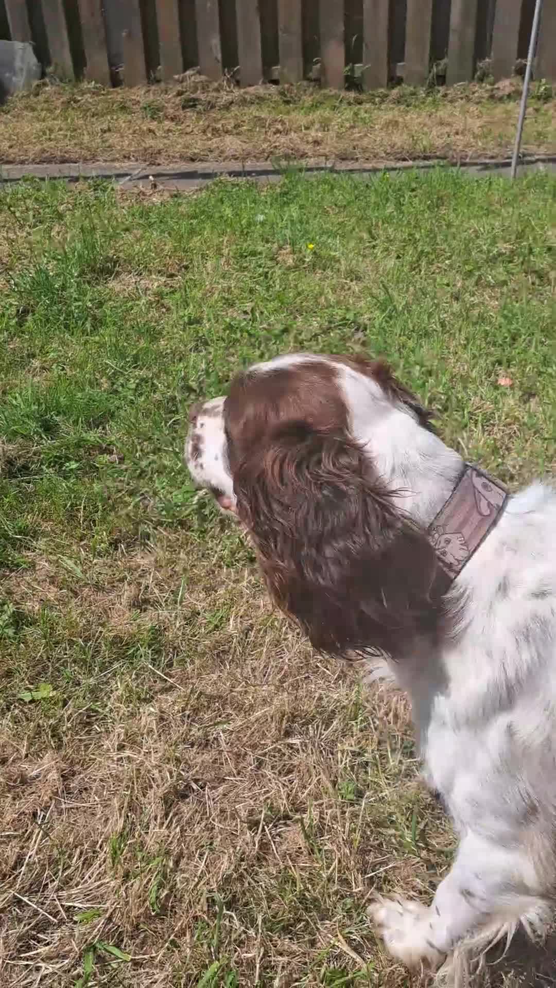 Sprocker dogs for sale: 3 year old sprocker male in Oldham - Video 1