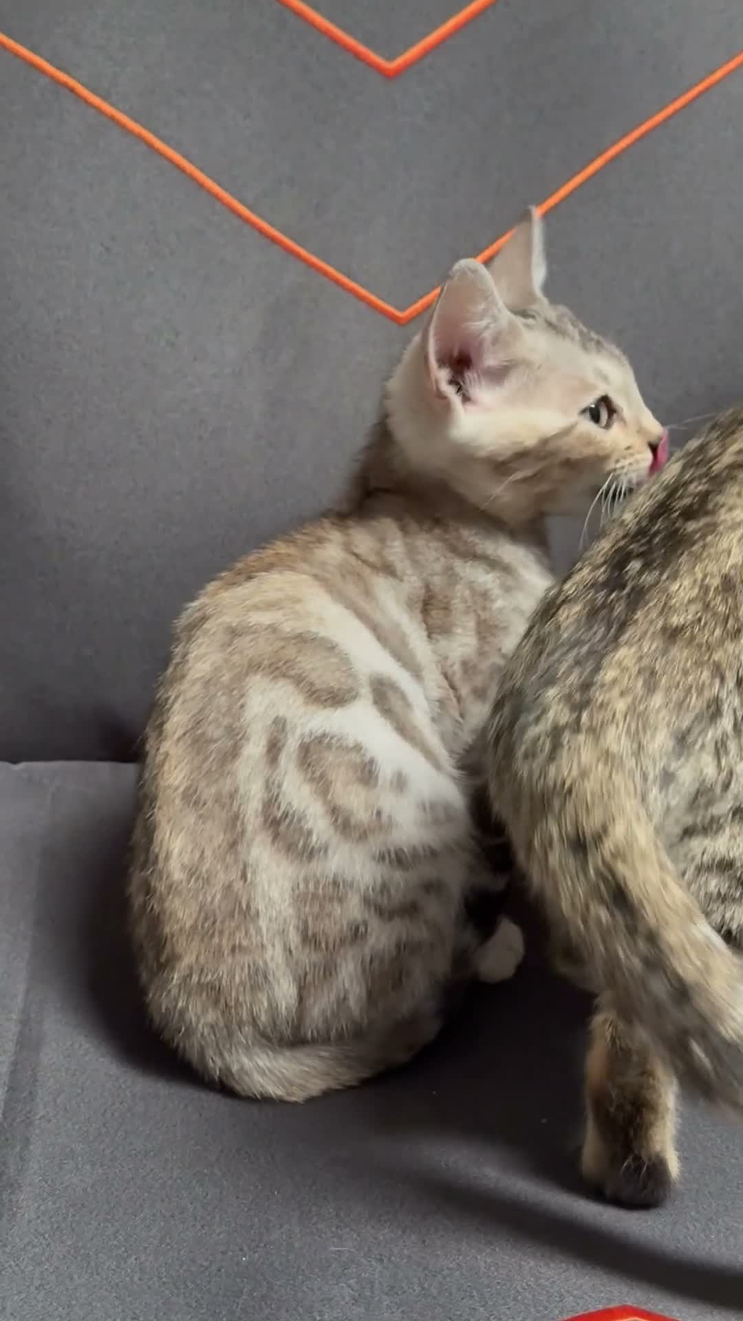 Bengal cats for sale: 1 bengal kitten LEFT! READY NOW! - Video 1