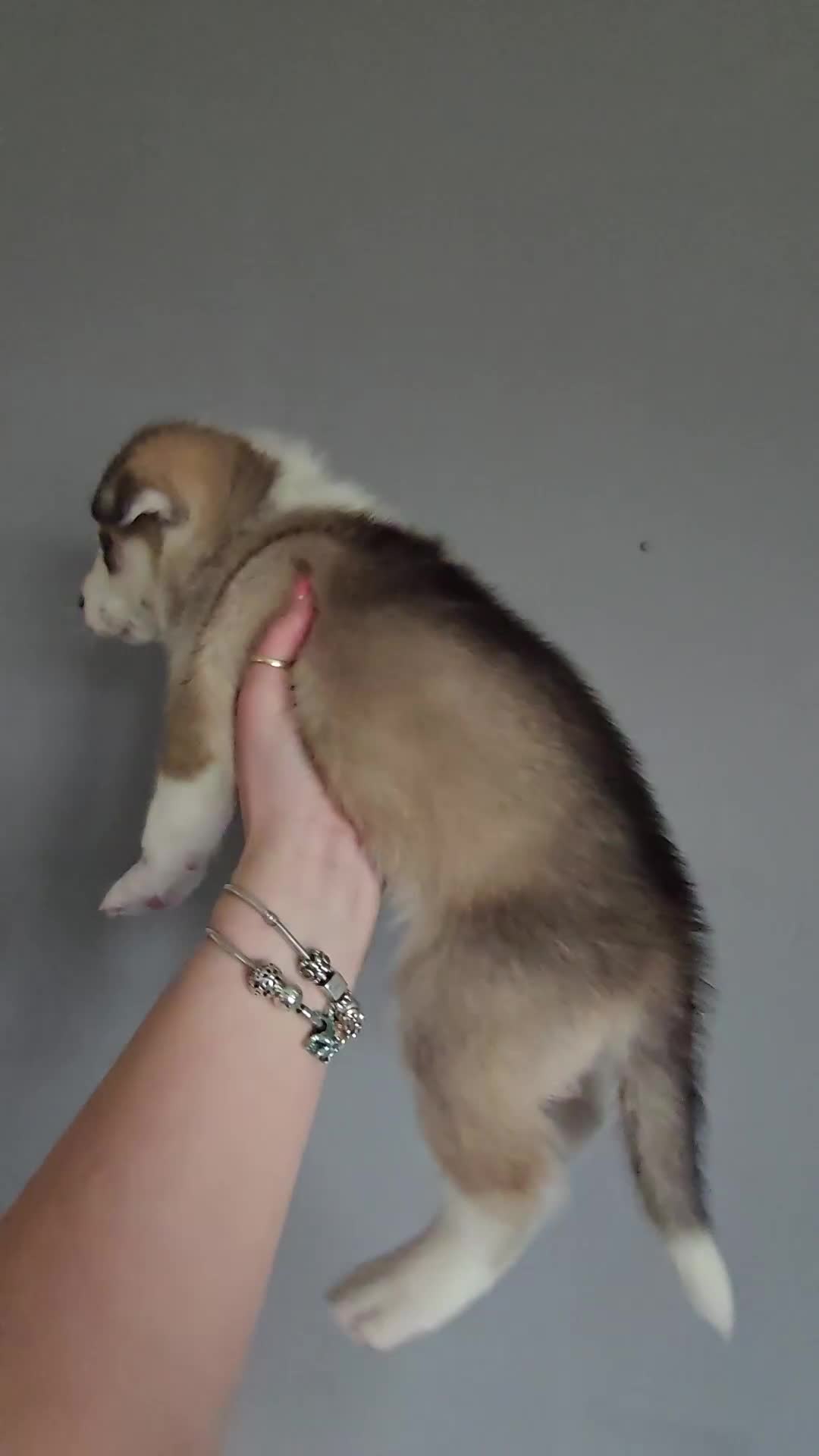 Siberian Husky dogs for sale: Husky puppies  - Video 1