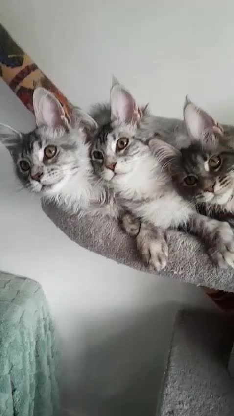 Maine Coon cats for sale: 3 maine coon girls black silver TICA pedigree - Video 1