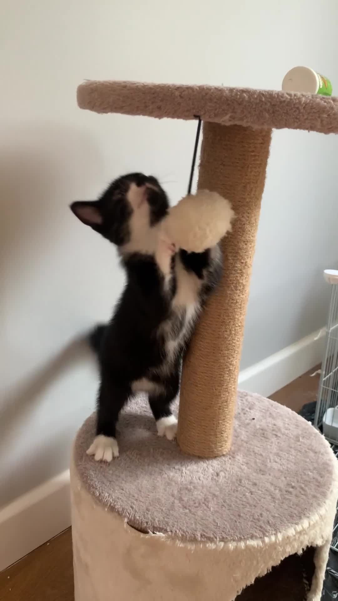 Mixed Breed cats for sale: Fluffy,bengal mixed,energetic kittens - Video 3