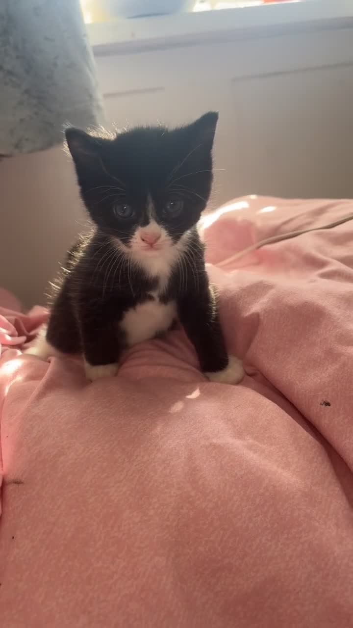 Mixed Breed cats for sale:  kittens  in Canterbury - Video 4