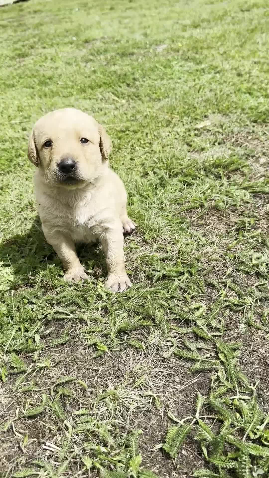 Labradoodle dogs for sale: Gorgeous F1b Labradoodle Puppies for loving homes. - Video 3