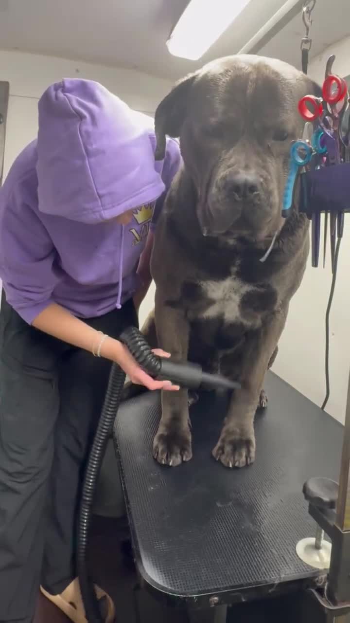 Mixed Breed dogs for sale: TRI MERLE CANE CORSO PUPPIES FOR SALE - Video 2