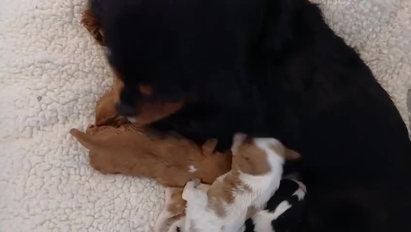Cavalier King Charles Spaniel dogs for sale: Health tested Cavalier King Charles  - Video 2
