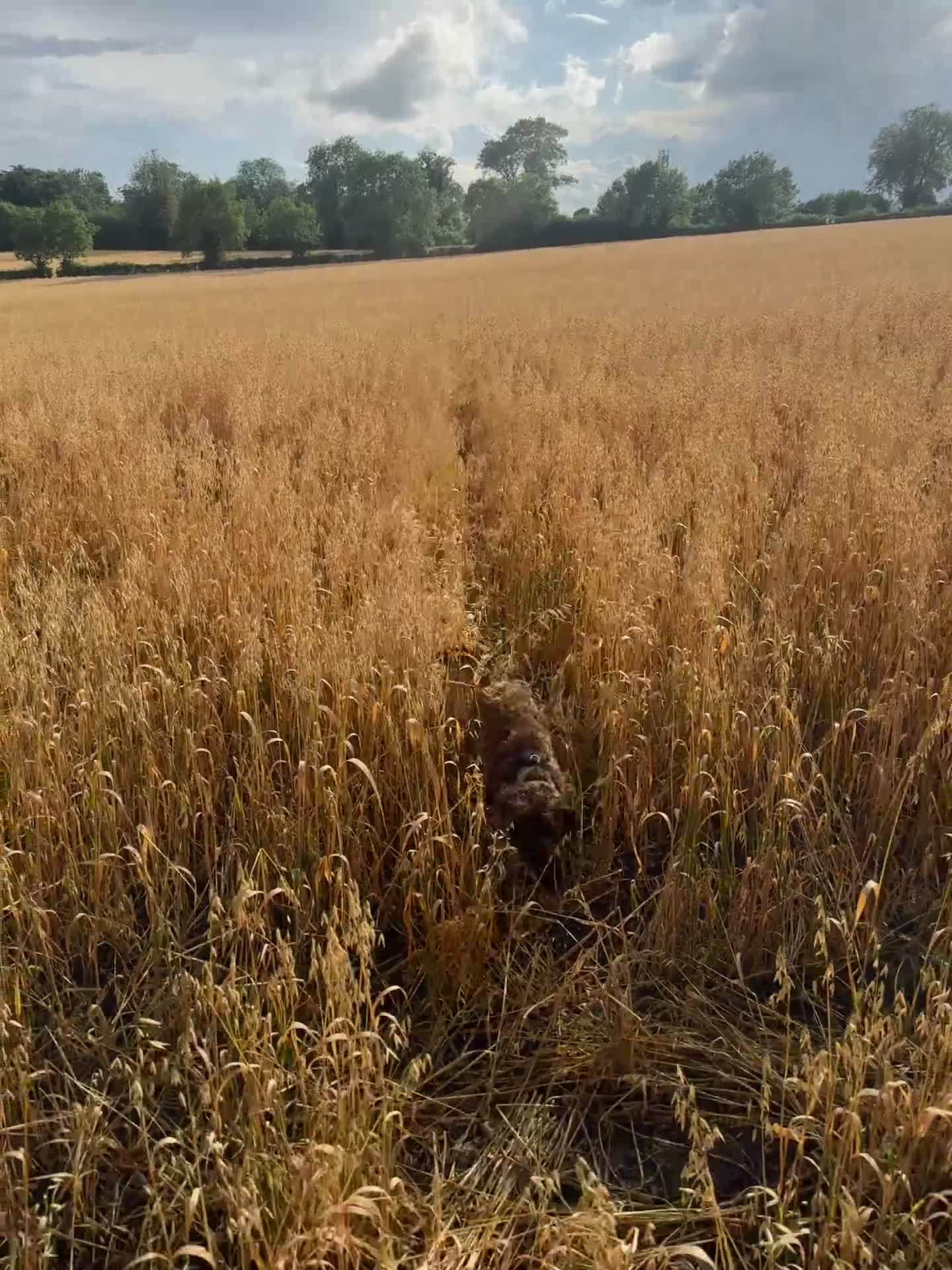 Cockapoo dogs for stud: Miniature Cockapoo Stud Dog - Video 2