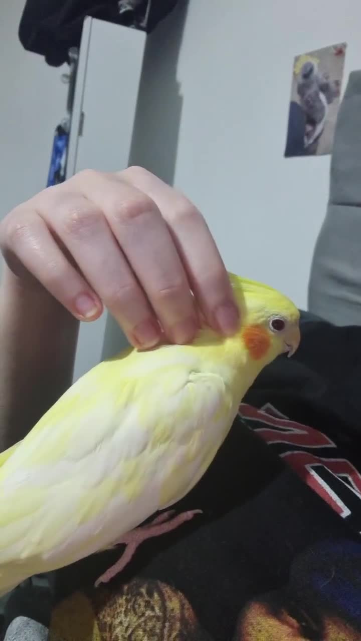 Cockatiels birds for sale: Male cockatiel around 3 years old in Nottingham - Video 1