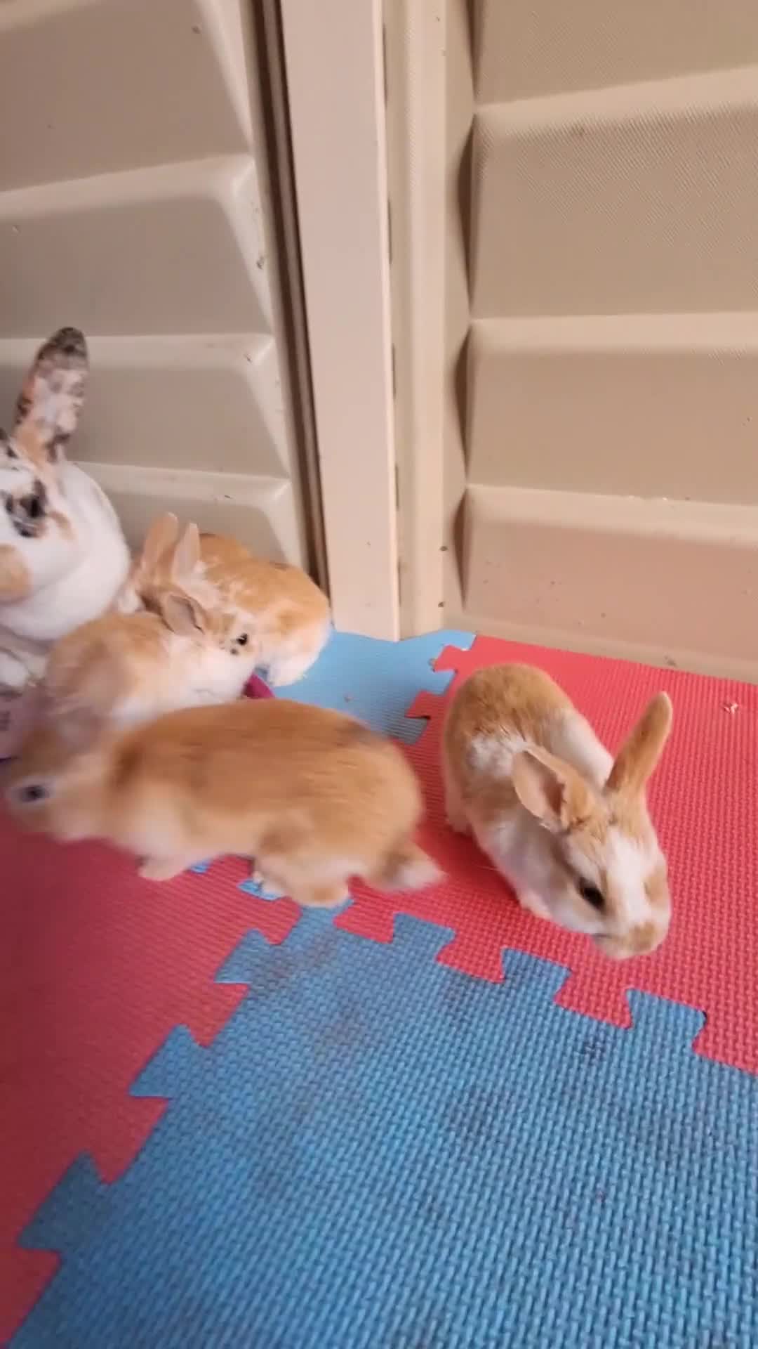 Mixed Breed rabbits for sale: 3 baby rabbits left for sale (ready now) - Video 1