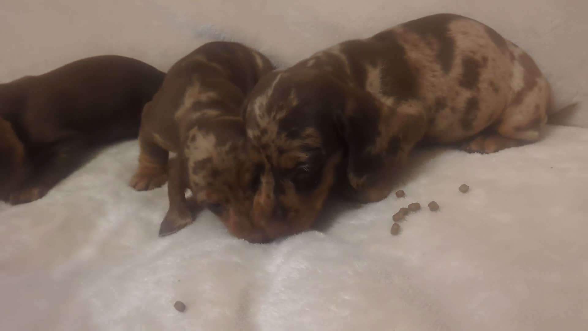 Miniature Dachshund dogs for sale: Dachshund miniature puppys  - Video 1