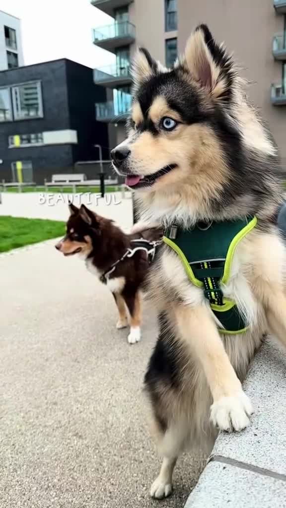 Pomsky dogs for stud: 🔥 Zorro – Proven Pomsky Stud | £850 🔥 - Video 1
