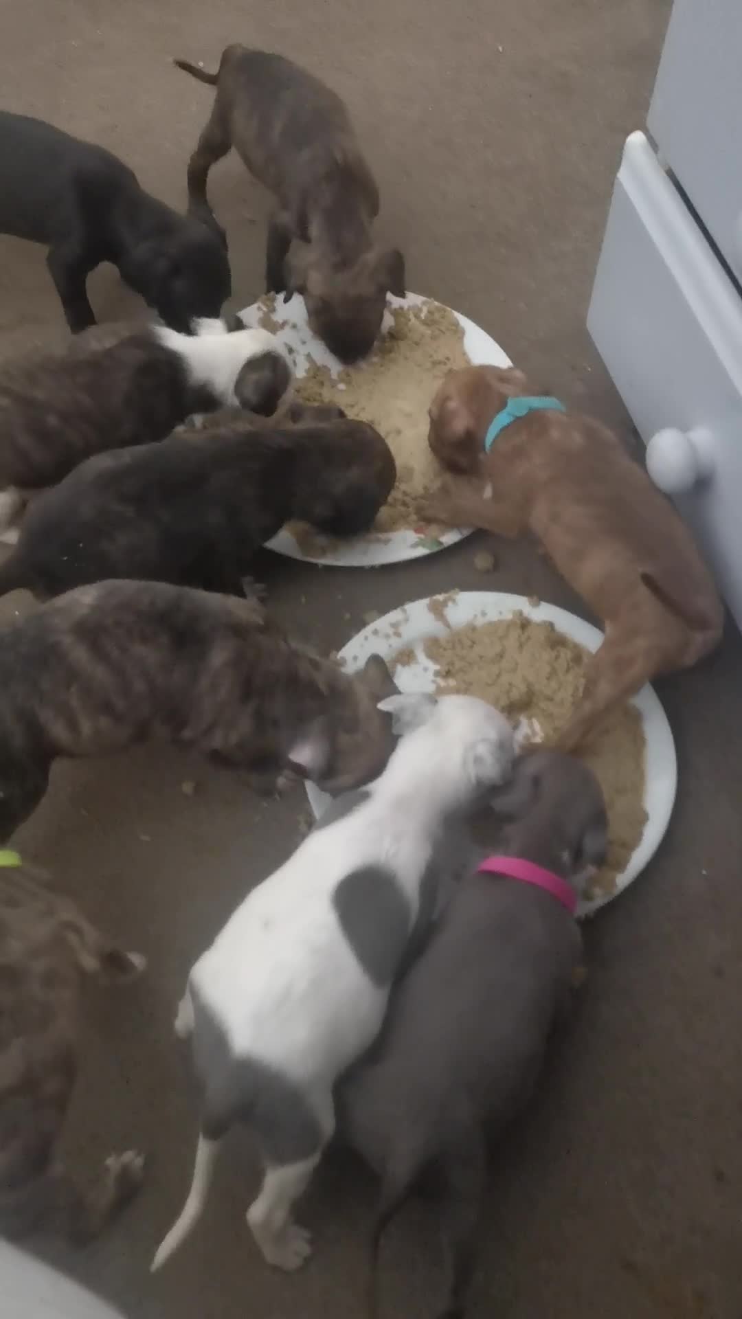 Mixed Breed dogs for sale:  dad pocket bull staffy cross  mom staffy collie - Video 2