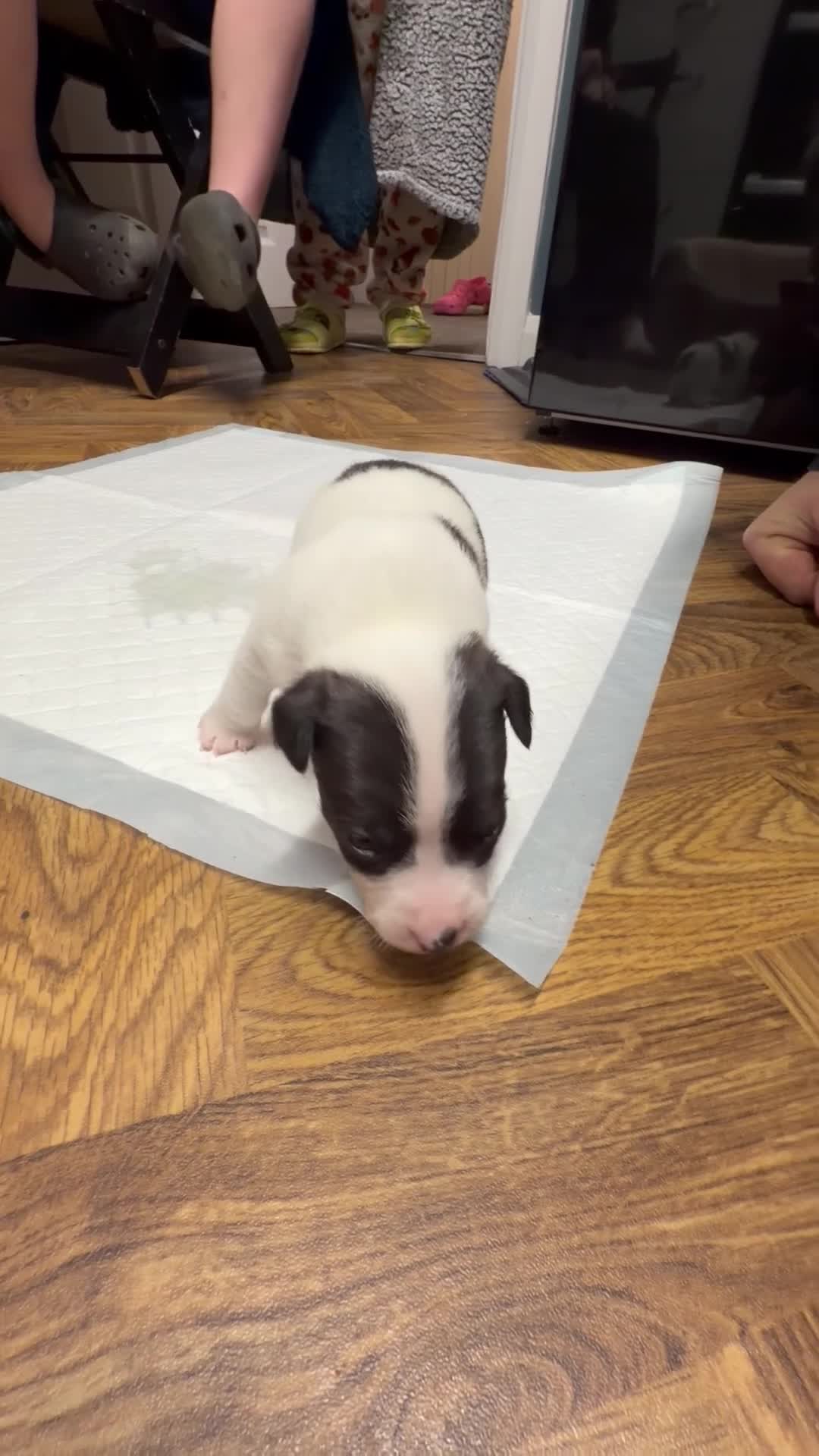 Jack Russell dogs for sale: Jack Russell Puppies  in York - Video 4