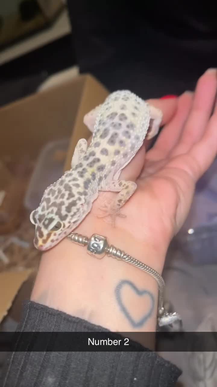 Gecko reptiles for sale: Snow leopard gecko  - Video 1