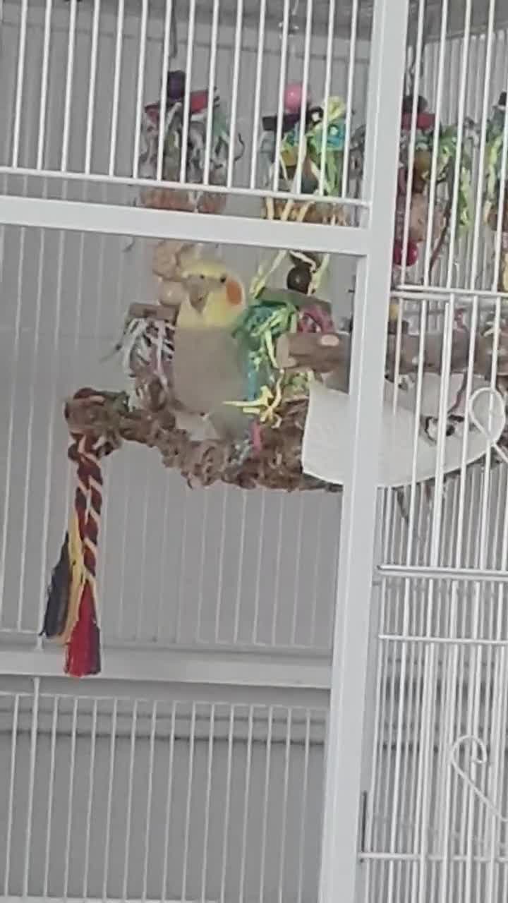 Cockatiels birds for sale: Cockatiel for only current owners in Mitcham - Video 1