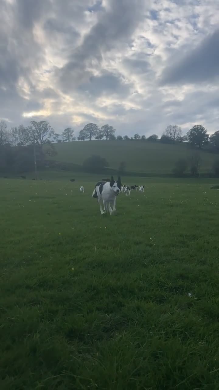 Mixed Breed dogs for sale: Beautiful collie pups  - Video 1