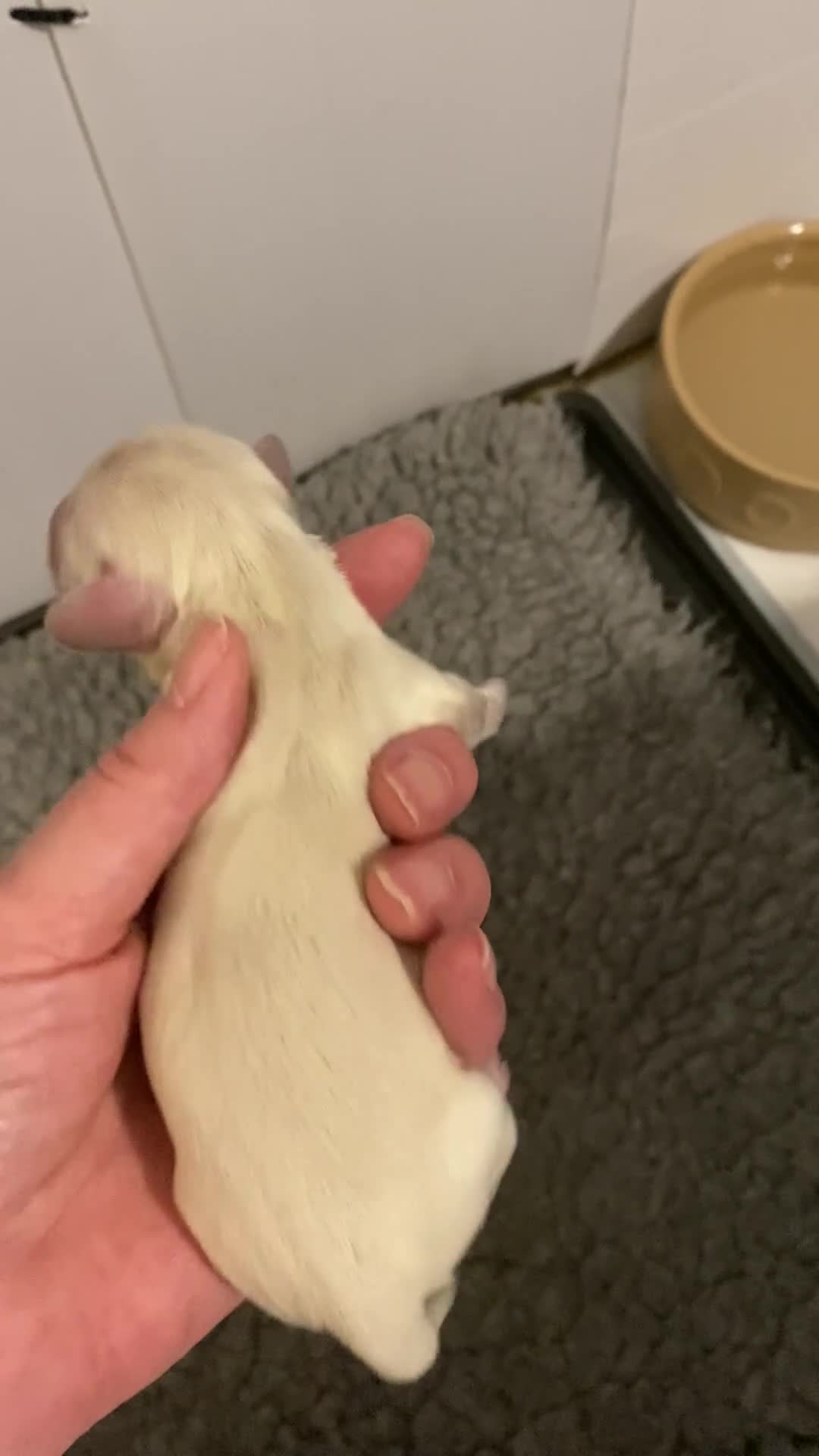 Miniature Dachshund dogs for sale: Clear Creams kc reg - Video 1