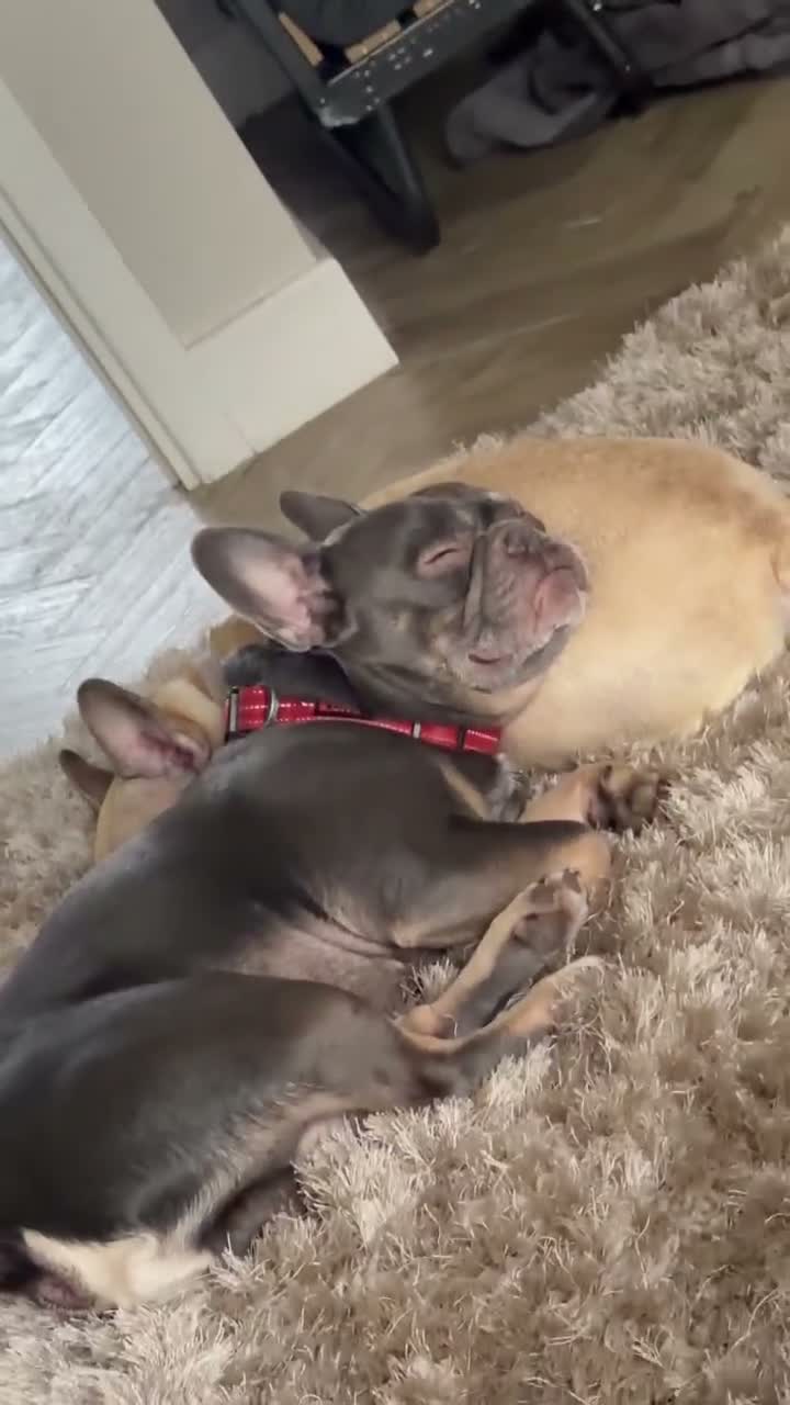 French Bulldog dogs for sale: French bulldog female  - Video 1