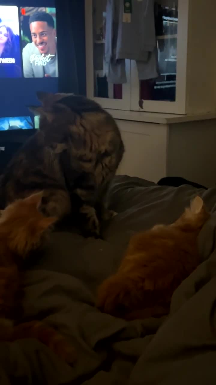 Maine Coon cats for sale: Maine Coon Kittens  - Video 3