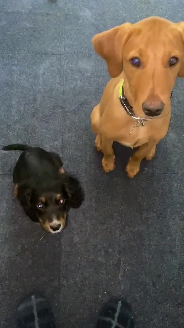 Cocker Spaniel dogs for sale: Trained Cocker Spaniel for sale  - Video 1