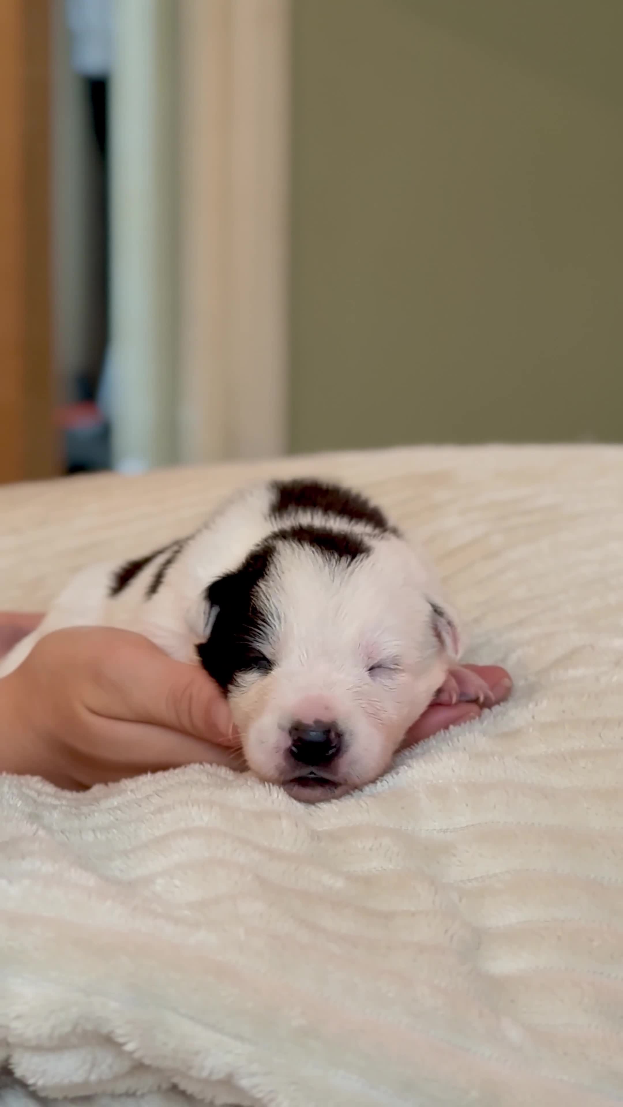 Border Collie dogs for sale: 6 Border Collie Pups For Sale **4 Boys Remaining** - Video 4