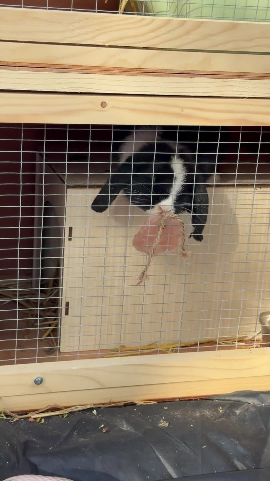 Mini Lop rabbits for sale: Two Mini Lop Bucks 🩵 - Video 2