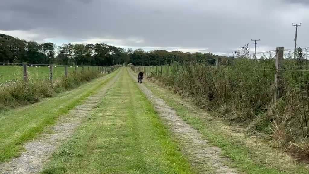 German Wirehaired Pointer dogs for sale: Forthcoming Litter of German Wirehaired Pointers in Inverurie - Video 1