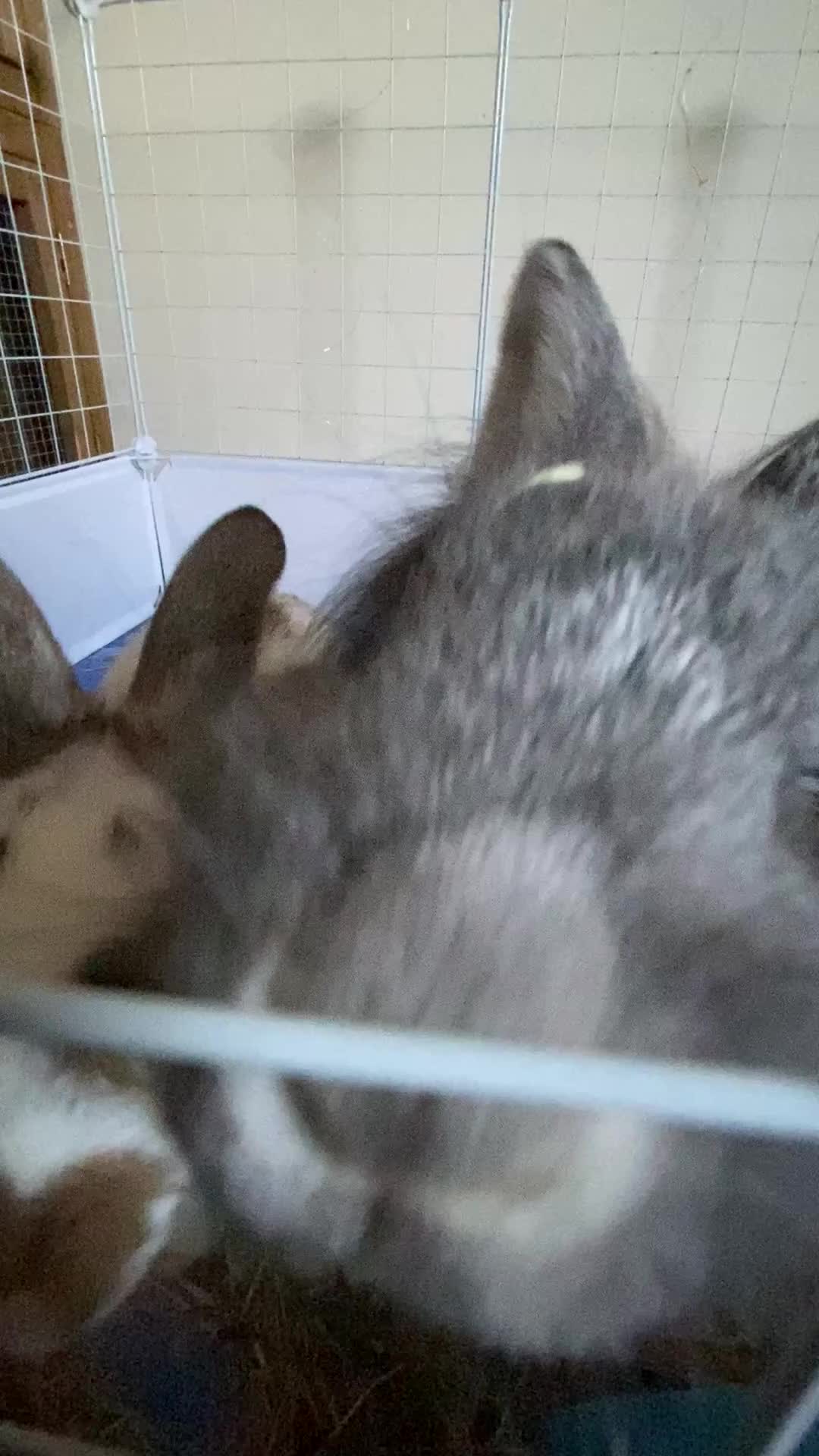 Mixed Breed rabbits for sale: two female rabbits in Henley-in-Arden - Video 1