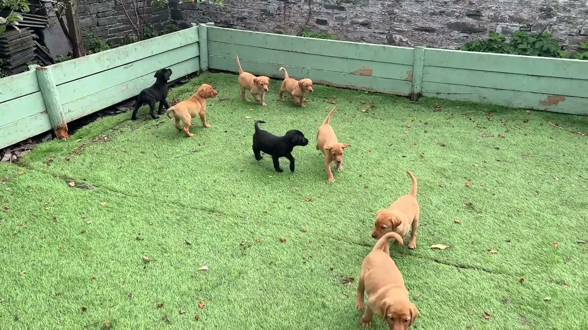 Labrador Retriever dogs for sale: KC reg Labrador , health tested parents  - Video 1