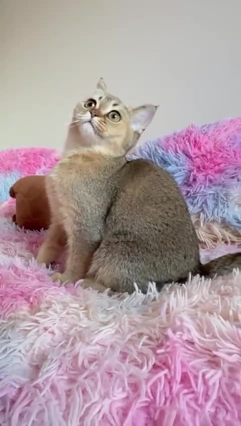 Scottish Fold cats for sale: Rare brown gold chinchilla girl  ready now x - Video 1