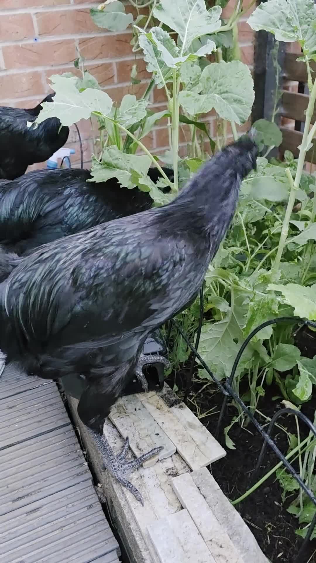 Chickens poultry for sale: Ayam Cenami for sale - Video 2