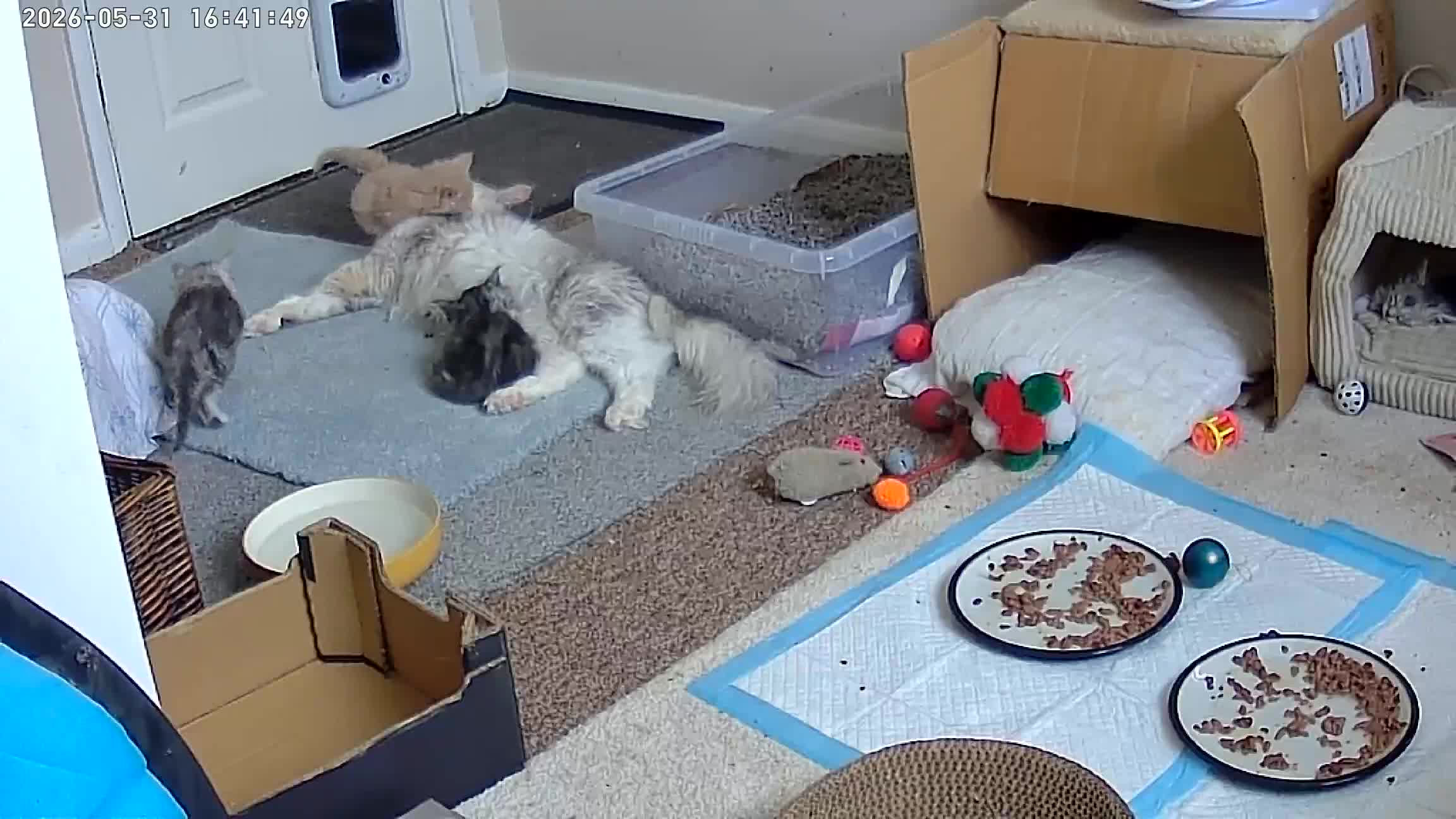 Maine Coon cats for sale: Fluffy, friendly pedigree maine coon kittens  - Video 3