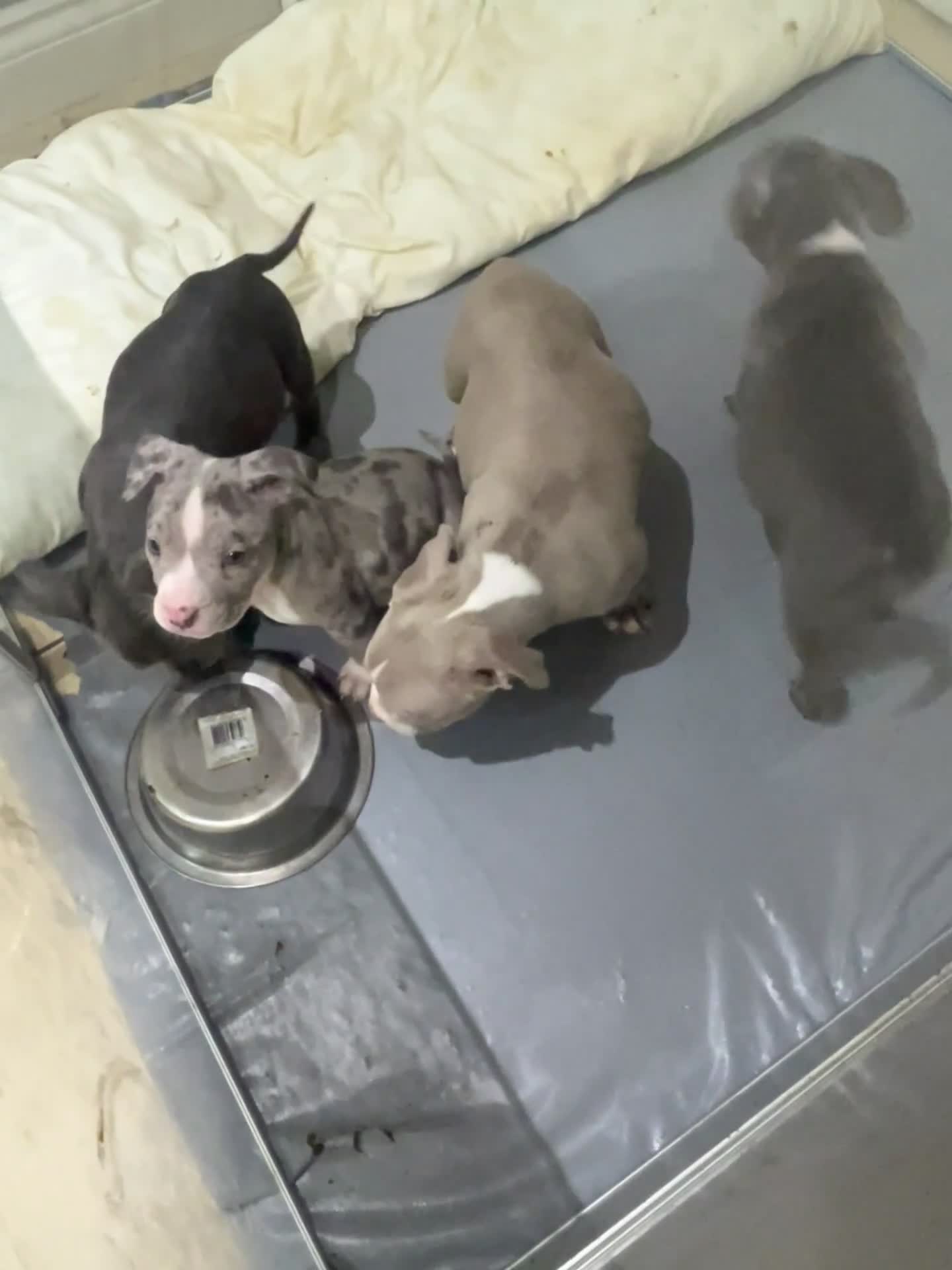 American Bully dogs for sale: BE FAST NOT LAST !! - Video 2