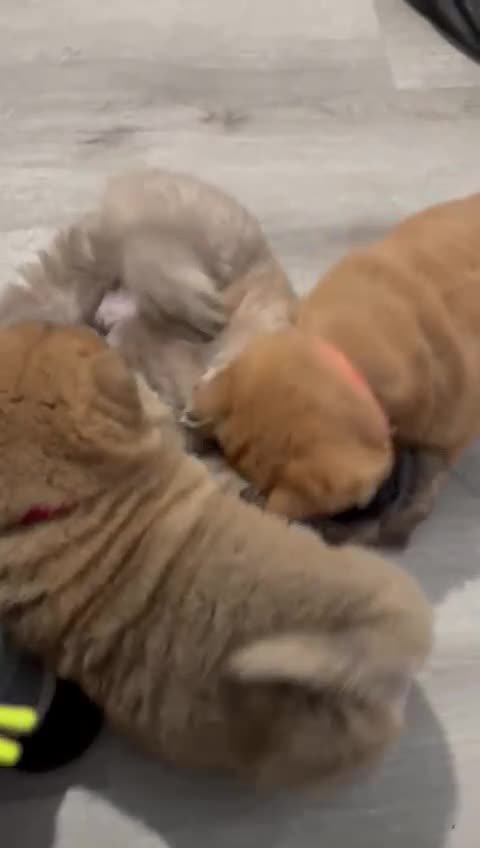 Chow Chow dogs for sale: 2 beautiful chow chows available. - Video 3