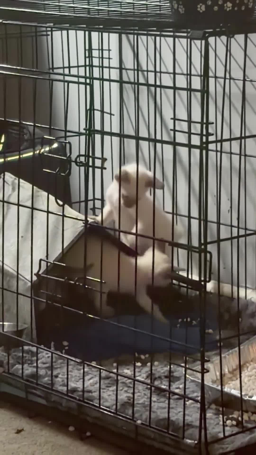 Siamese cats for sale: Beautiful Siamese Kittens - Video 1