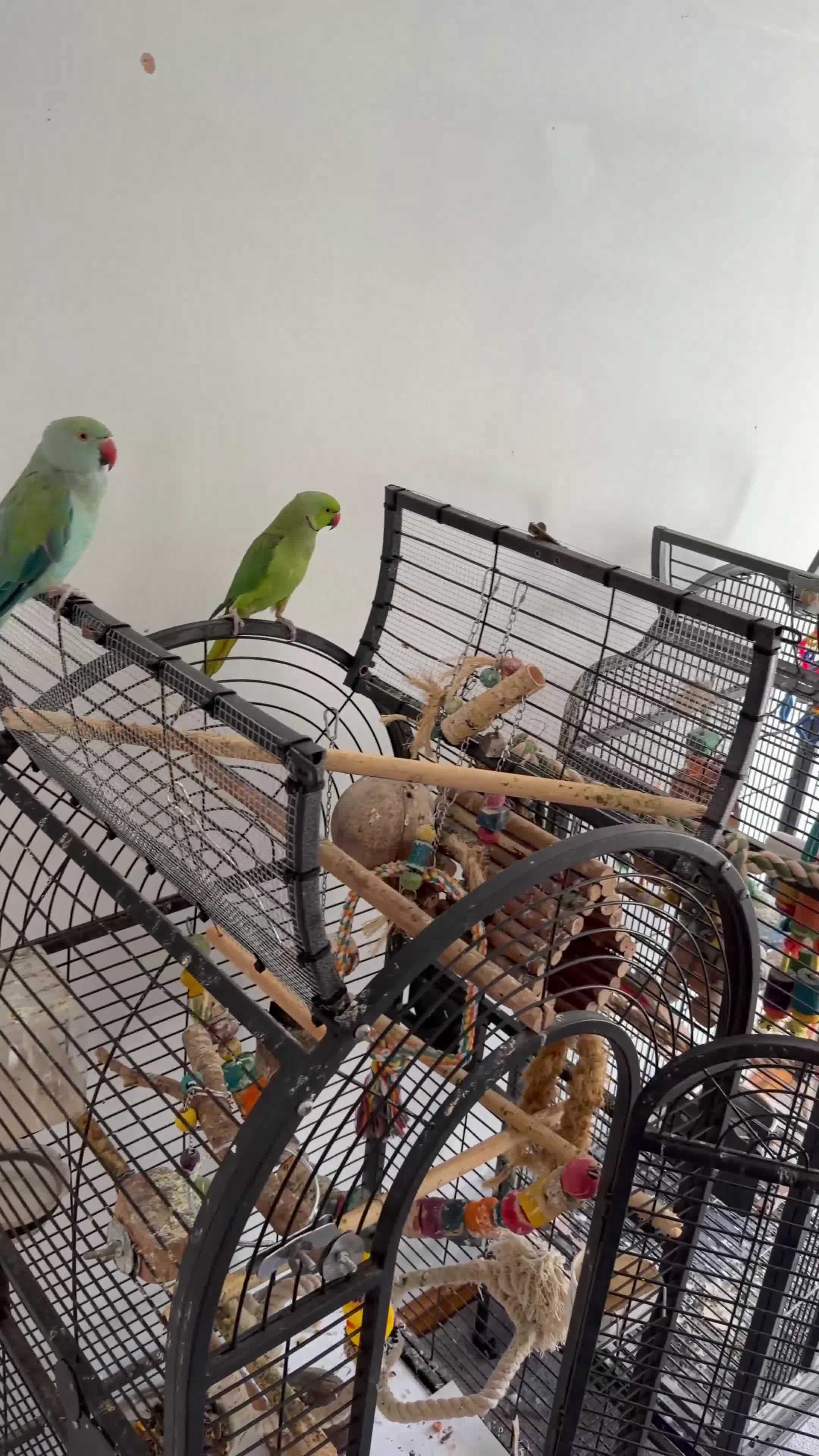 Ringnecks birds for sale: Male and Female Ringnecks in Rugeley - Video 1