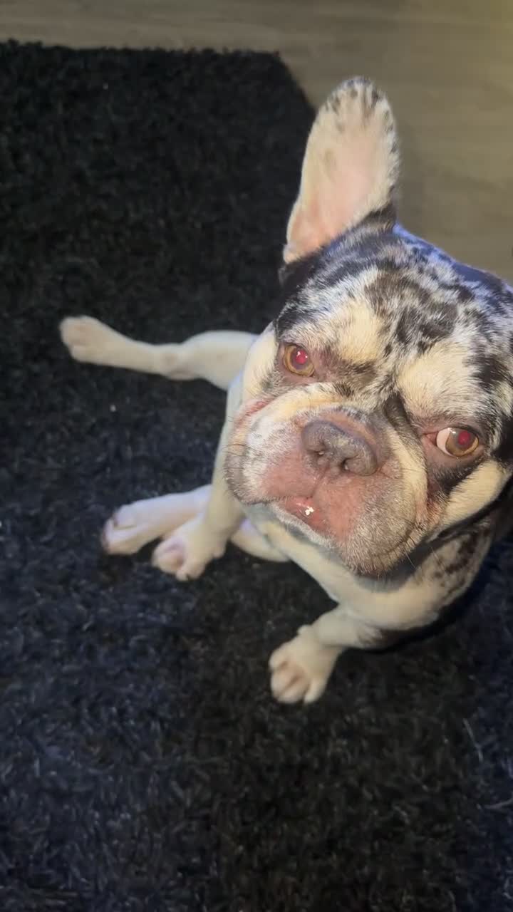 Mixed Breed dogs for sale: French Bulldog Cross in Basingstoke - Video 1