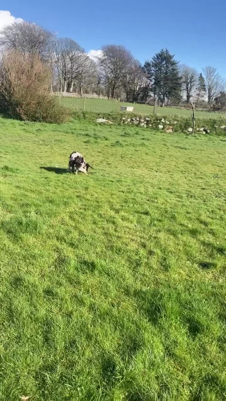 English Springer Spaniel dogs for sale: Dave. - Video 1