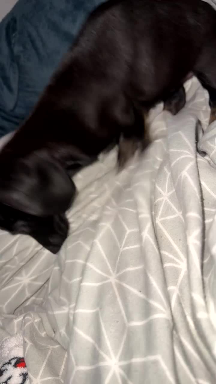 Dachshund dogs for sale: 7 month old  - Video 1