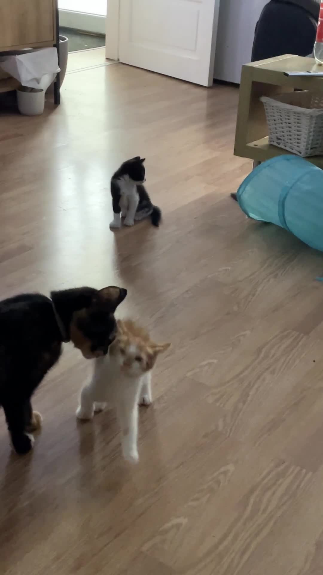 Mixed Breed cats for sale: Kittens Looking for a forever family  - Video 1