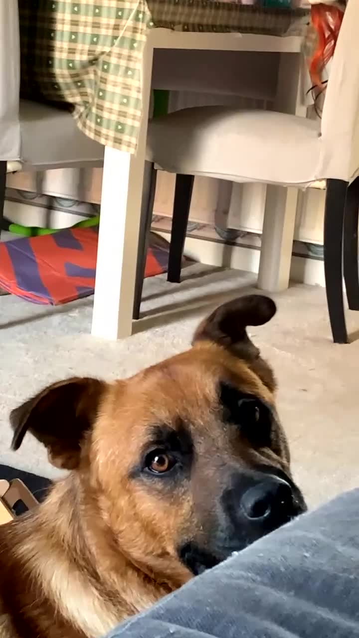 Mixed Breed dogs for sale: Major🖤 - Video 3