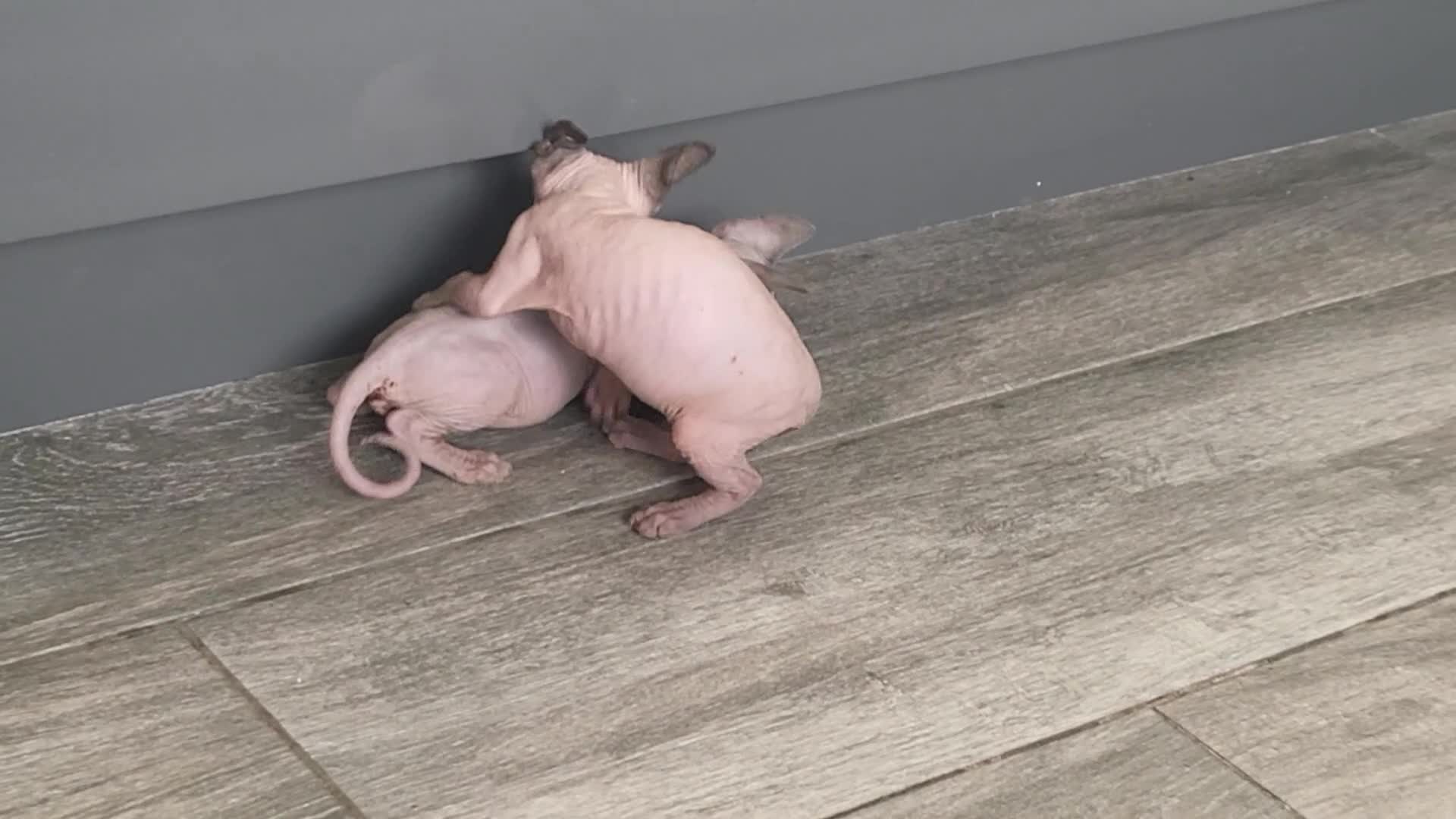 Sphynx cats for sale: Sphinx happy girls any info pleas message  - Video 1