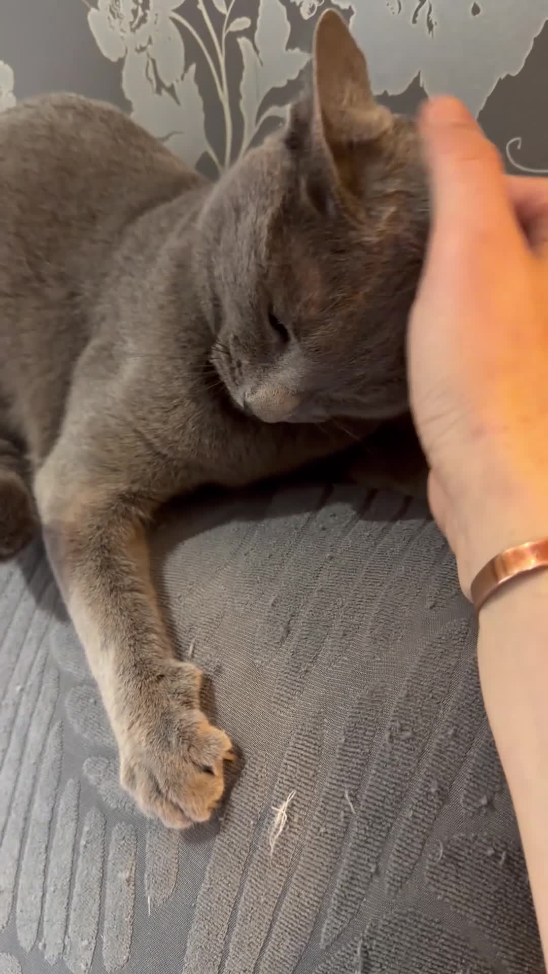 Russian Blue cats for sale:  friendly Russian blue excellent with kids - Video 1