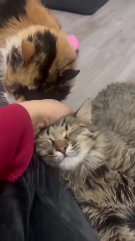 Mixed Breed cats for adoption: Mopsy the cuddlebug - Video 1