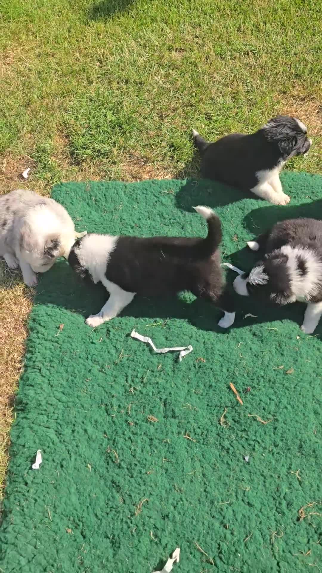 Border Collie dogs for sale: Beautiful Border Collies For Sale - Video 1