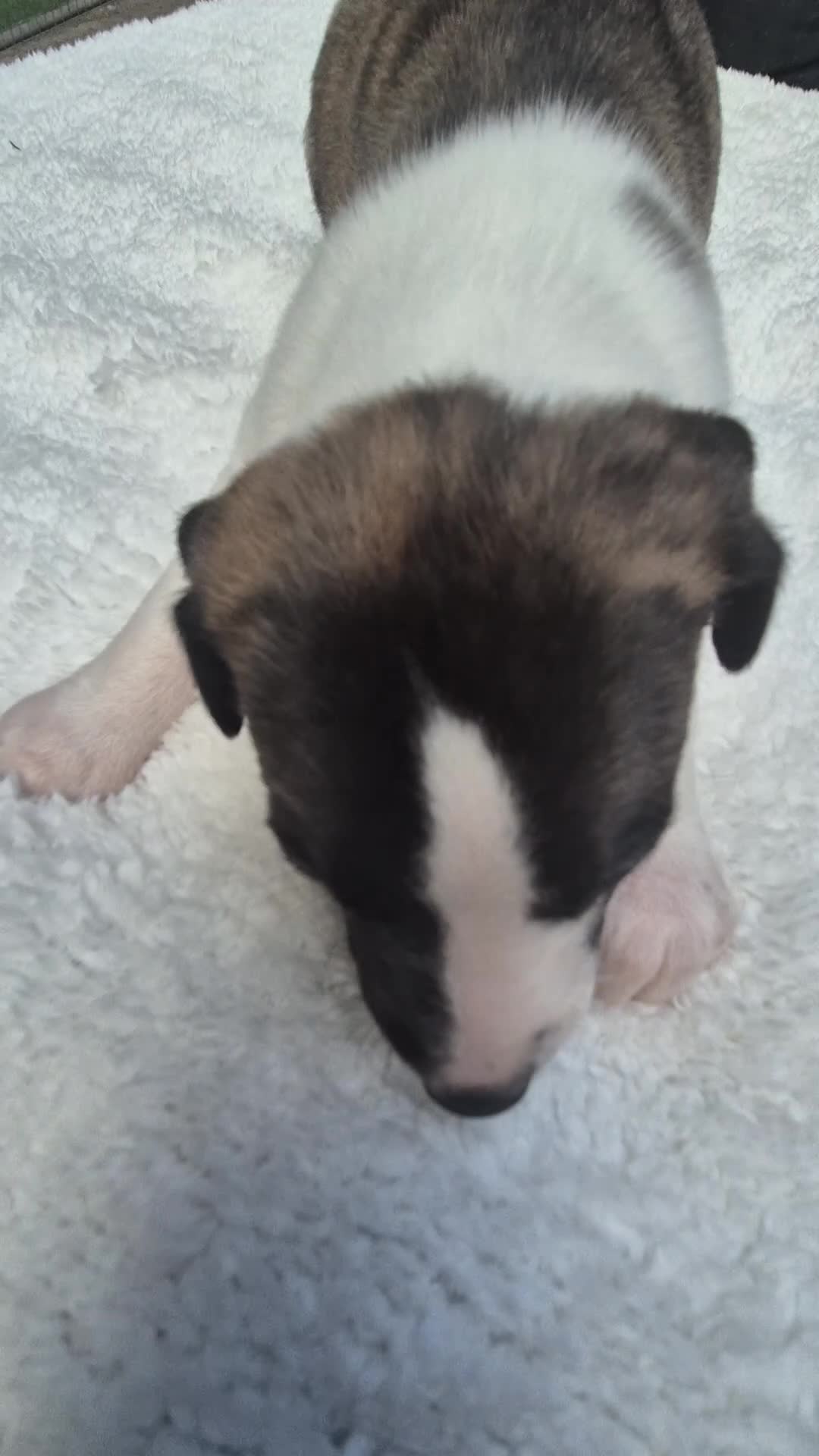 Whippet dogs for sale: 7 stunning kc registered whippet pups - Video 3