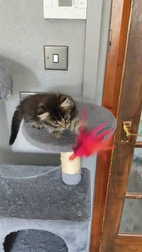 Mixed Breed cats for sale: Beautiful kittens ready for new home - Video 3
